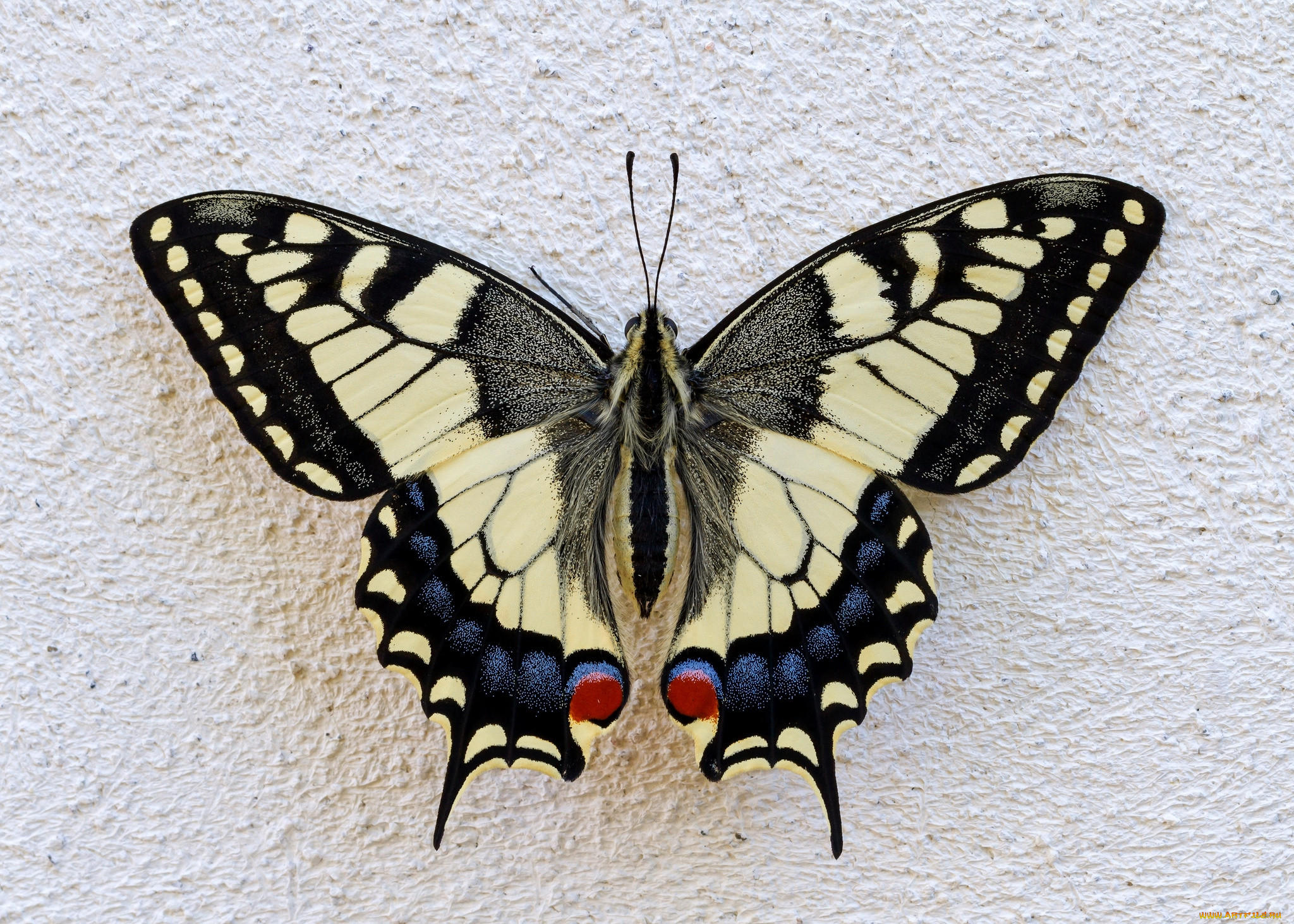 Крылья бабочки Махаон